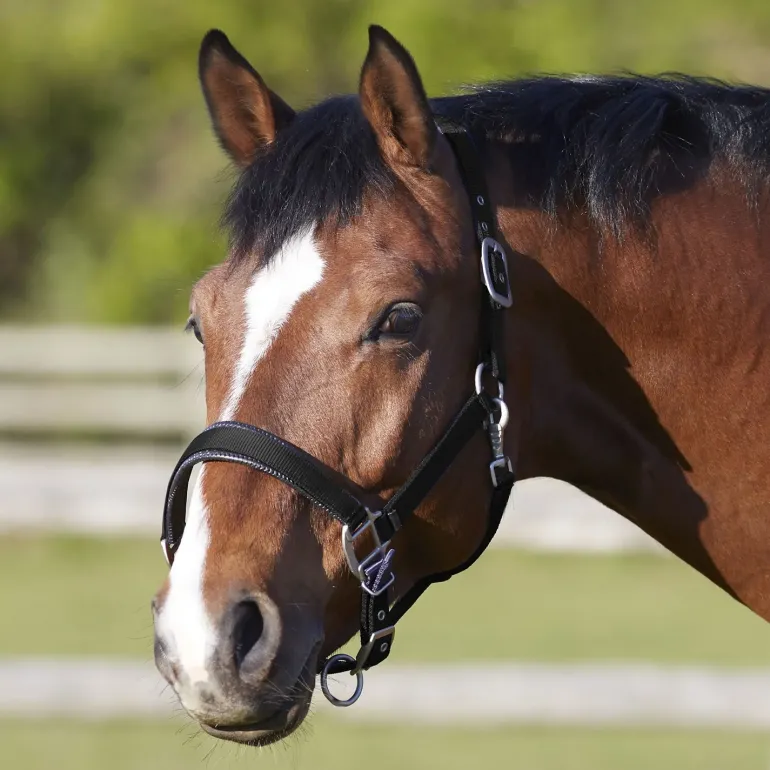 BITZ DELUXE PADDED HEADCOLLAR BLACK