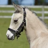 Bitz Fully Adjustable Foal Slip Black
