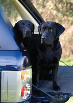 Black Labrador Notecards by Charles Sainsbury-Plaice
