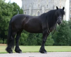 Breyer Carltonlima Emma - The Queen's Pony
