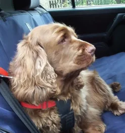 Danish Design Car Seat Cover Navy