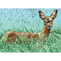 Greeting Card - Tina's Doe by Colin Blanchard