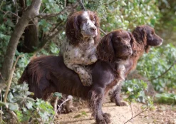 Greeting Card - Working Dogs by Charles Sainsbury-Plaice