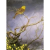 Greeting Card - Yellowhammer & Gorse by Dick Twinney
