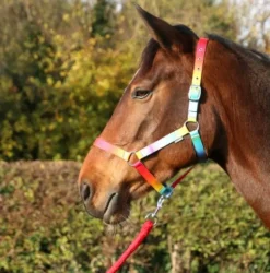 HY Equestrian Ombre Head Collar and Lead Rope