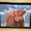 Lap Tray Highland Calf