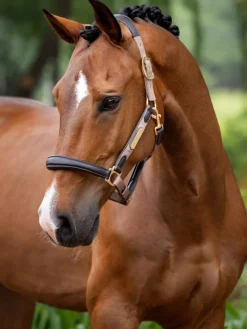 LeMieux Capella Headcollar