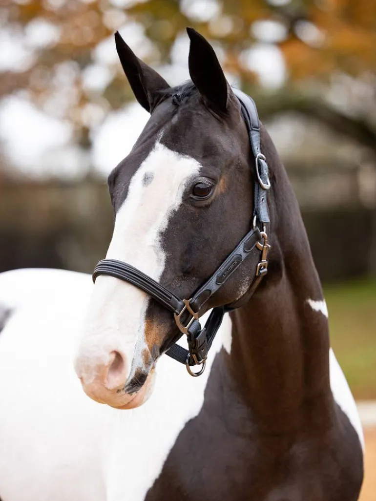 LeMieux Capella Headcollar AW24