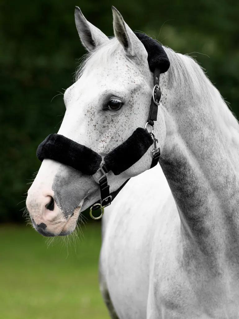 LeMieux Comfort Headcollar