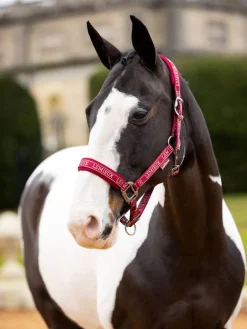 LeMieux Logo Headcollar AW24