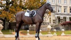 LeMieux Suede Close Contact Square AW24