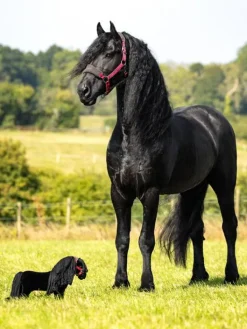 LeMieux Toy Pony Spike