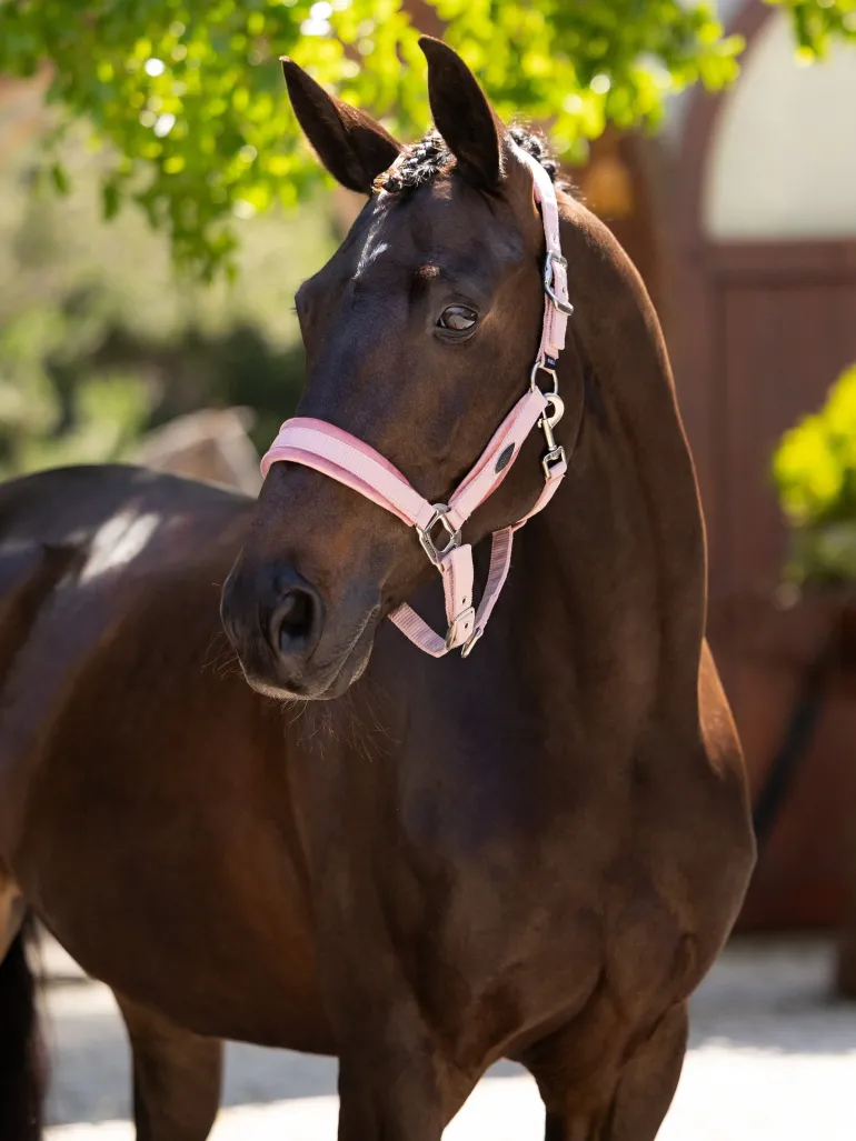 LeMieux Versailles Headcollar & Leadrope SS25