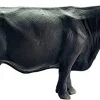 Schleich Black Angus Cow