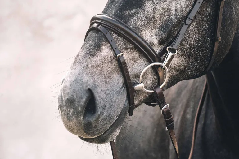 Schockemohle Stuttgart Bridle