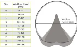 Woof Wear Medical Hoof Boot